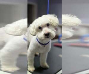 Poodle (Miniature)-Unknown Mix Dogs for adoption in Missouri City, TX, USA