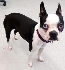 Boston Terrier Dogs for adoption in Green Bay, WI, USA