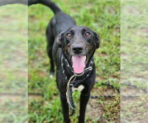 Labrador Retriever-Unknown Mix Dogs for adoption in Greenbelt, MD, USA