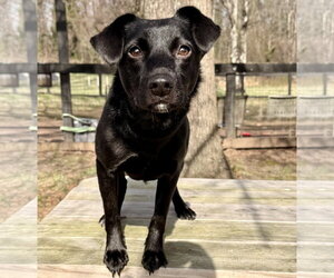 Mutt Dogs for adoption in Warrenton, VA, USA