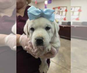 Golden Labrador Dogs for adoption in SHERBURNE, NY, USA