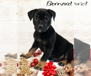 Bulldog-German Shepherd Dog Mix Dogs for adoption in Phelan, CA, USA