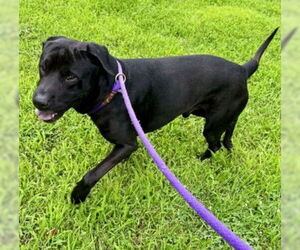 Chinese Shar-Pei Dogs for adoption in Derwood, MD, USA