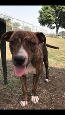 Bullboxer Pit Dogs for adoption in Fresno, CA, USA