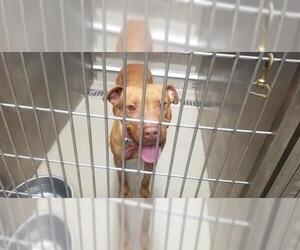 American Pit Bull Terrier Dogs for adoption in Fort Lauderdale, FL, USA