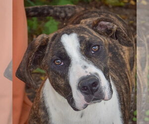 American Staffordshire Terrier-Boxer Mix Dogs for adoption in Huntley, IL, USA