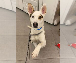 German Shepherd Dog-Unknown Mix Dogs for adoption in Rancho Cucamonga, CA, USA