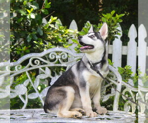 Siberian Husky Dogs for adoption in Holly Hill, SC, USA