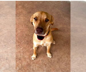 Labrador Retriever-Unknown Mix Dogs for adoption in Tarrytown, GA, USA