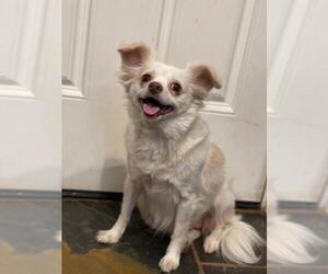 Chiranian Dogs for adoption in Dallas, TX, USA