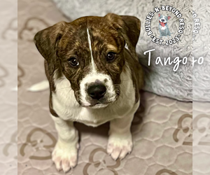 Mutt Dogs for adoption in Omaha, NE, USA