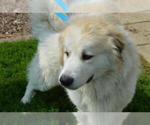 Great Pyrenees Dogs for adoption in Decatur, IL, USA