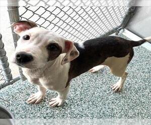 Medium Photo #1 Treeing Walker Coonhound-Unknown Mix Puppy For Sale in Salisbury, NC, USA