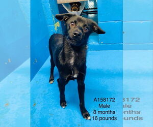 Chihuahua-Unknown Mix Dogs for adoption in Calgary, Alberta, Canada