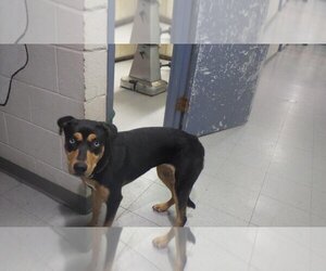 Rottweiler-Unknown Mix Dogs for adoption in Augusta, GA, USA