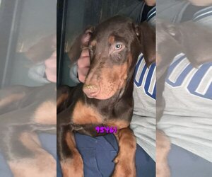 Doberman Pinscher Dogs for adoption in Chico, CA, USA