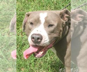 American Pit Bull Terrier Dogs for adoption in Melrose, FL, USA