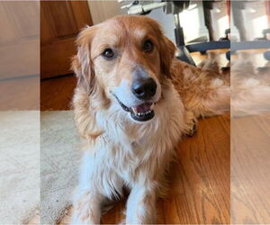 Golden Retriever-Unknown Mix Dogs for adoption in Westminster, MD, USA