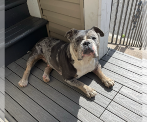 Bulldog-Unknown Mix Dogs for adoption in Rockaway, NJ, USA