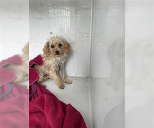 Maltipoo Dogs for adoption in Houston, TX, USA