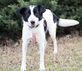 Border Collie Dogs for adoption in Brownsboro, AL, USA