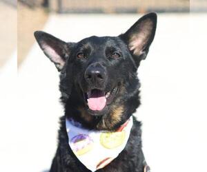 German Shepherd Dog-Unknown Mix Dogs for adoption in San Antonio, TX, USA