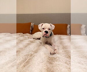 Boxer Dogs for adoption in Austin, TX, USA