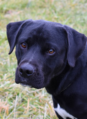 Medium Photo #1 Labrador Retriever-Unknown Mix Puppy For Sale in Nashville, IN, USA