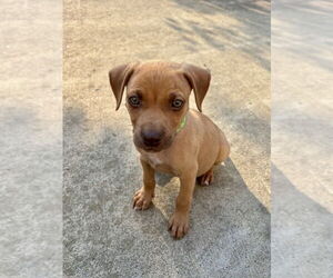 American Staffordshire Terrier-Unknown Mix Dogs for adoption in Brewster, NY, USA