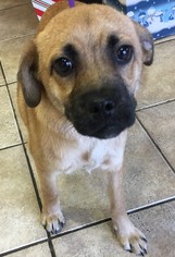Pug Dogs for adoption in Sanford, FL, USA