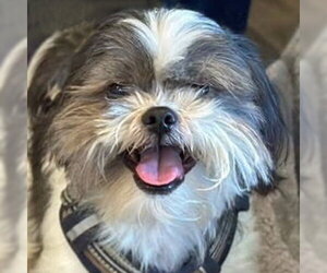 Shih Tzu Dogs for adoption in Arlington, VA, USA