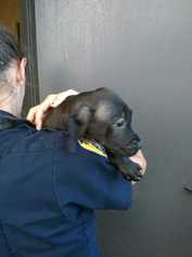 Medium Photo #1 Labrador Retriever Puppy For Sale in Bronx, NY, USA