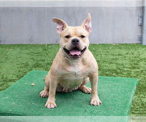Bulldog-Unknown Mix Dogs for adoption in Pasadena, CA, USA