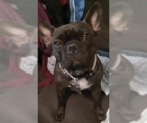 French Bulldog Dogs for adoption in San Antonio, TX, USA
