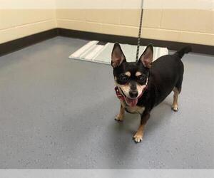 Chihuahua Dogs for adoption in Denver, CO, USA
