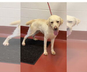 Mutt Dogs for adoption in Westminster, MD, USA