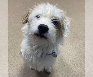 Parson Russell Terrier Dogs for adoption in Aurora, CO, USA
