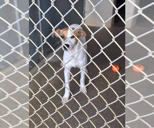 Mutt Dogs for adoption in Maryville, TN, USA