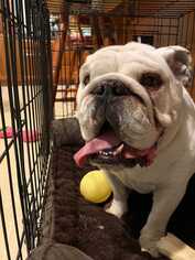 Bulldog Dogs for adoption in Boston, MA, USA