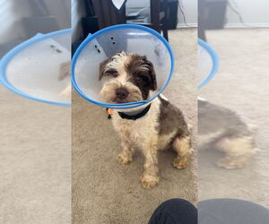 Miniature Schnauzer-Unknown Mix Dogs for adoption in Lakewood, CO, USA