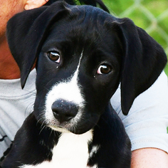 Medium Photo #3 Borador Puppy For Sale in Huntley, IL, USA