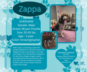 Poodle (Miniature) Dogs for adoption in Rancho Cordova, CA, USA