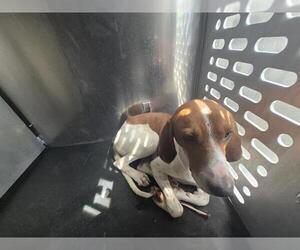 American Foxhound-Unknown Mix Dogs for adoption in San Antonio, TX, USA