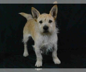 Cairn Terrier-Unknown Mix Dogs for adoption in Newnan, GA, USA