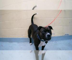 Boxer-Unknown Mix Dogs for adoption in Tulsa, OK, USA