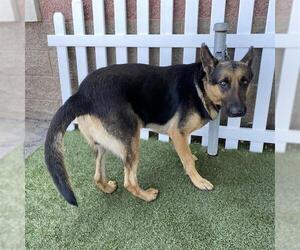 German Shepherd Dog Dogs for adoption in Modesto, CA, USA