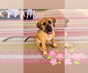 Black Mouth Cur-Rhodesian Ridgeback Mix Dogs for adoption in Oakhurst, NJ, USA