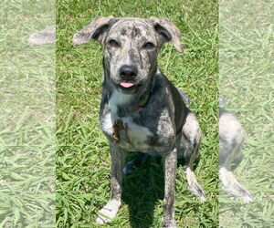 Catahoula Leopard Dog-Labrador Retriever Mix Dogs for adoption in Oakhurst, NJ, USA