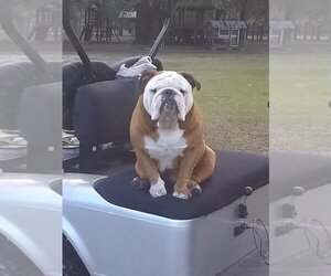 Bulldog Dogs for adoption in CRESCENT CITY, FL, USA
