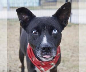 Akita-Unknown Mix Dogs for adoption in San Antonio, TX, USA